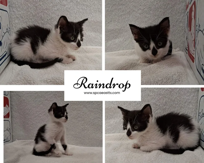 A young small-sized male Black & White / Tuxedo Domestic Short Hair cat named Raindrop for adoption in Tyler, TX