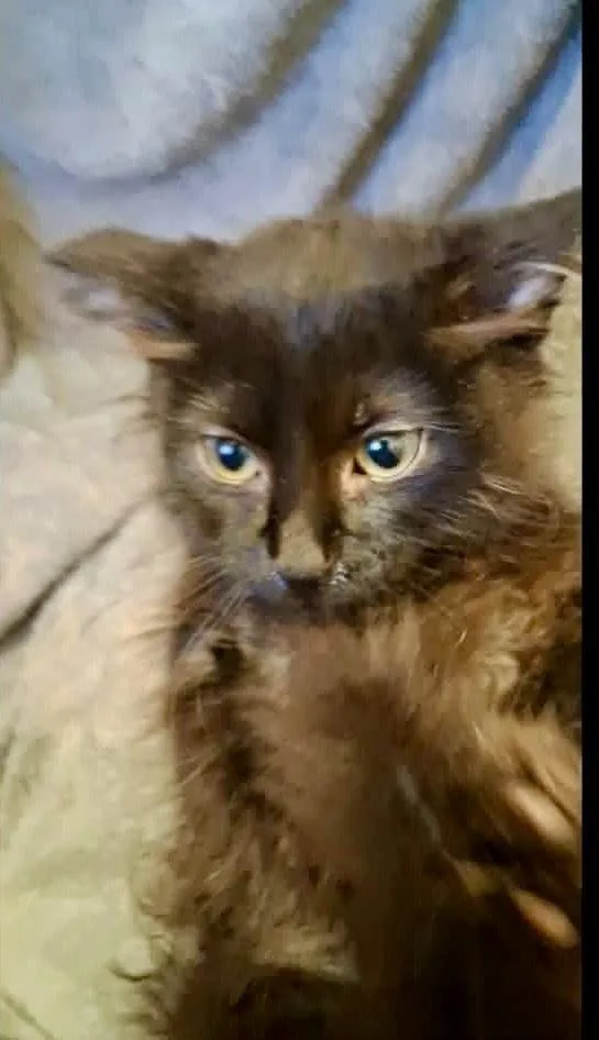A baby small-sized male Black Domestic Short Hair cat named Stormie for adoption in Shawnee, OK