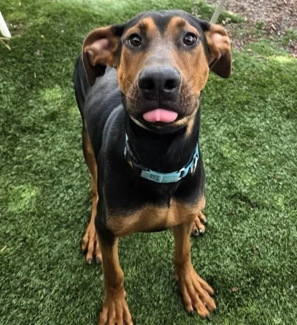 A young large-sized male Bicolor Doberman Pinscher dog named Ruffus for adoption in Phoenix, OR