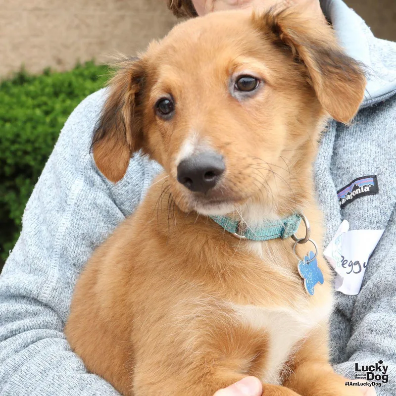A baby large-sized male Spaniel dog named Chandler for adoption in Washington, DC