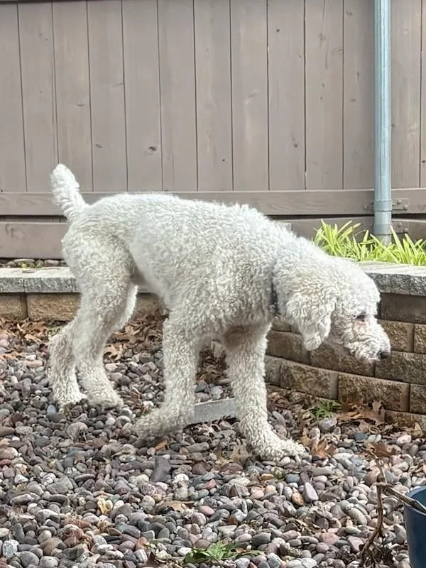 An adult medium-sized male White / Cream Labradoodle dog named Dexter for adoption in Colleyville, TX