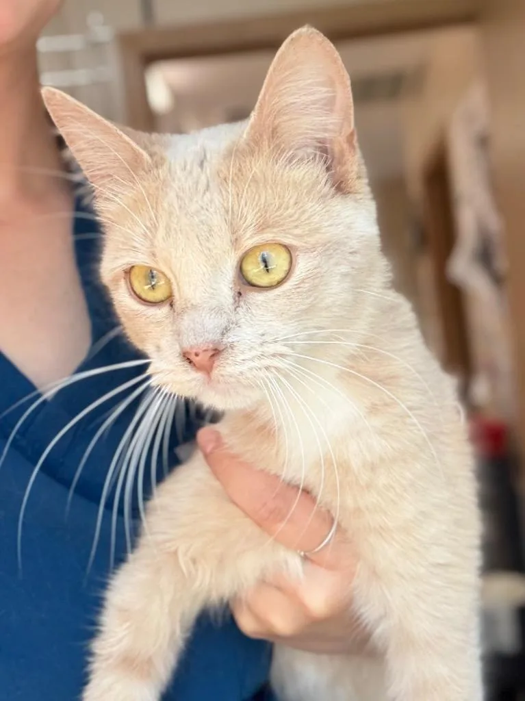 A baby medium-sized female Domestic Short Hair cat named Moki for adoption in Menomonie, WI