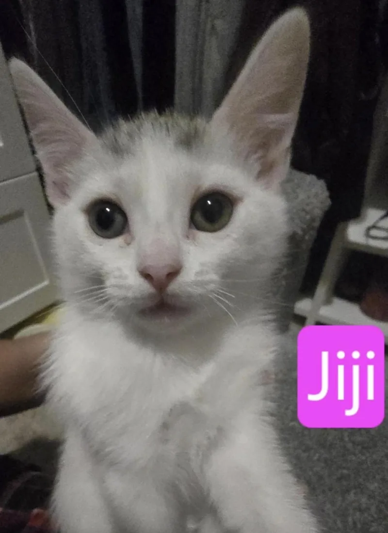 A baby medium-sized female White Domestic Short Hair cat named Jiji for adoption in Huntington Beach, CA