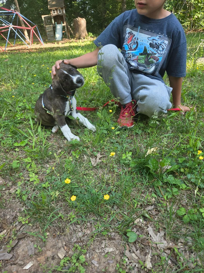 A baby small-sized male Labrador Retriever dog named Frank for adoption in Hillsborough, NC
