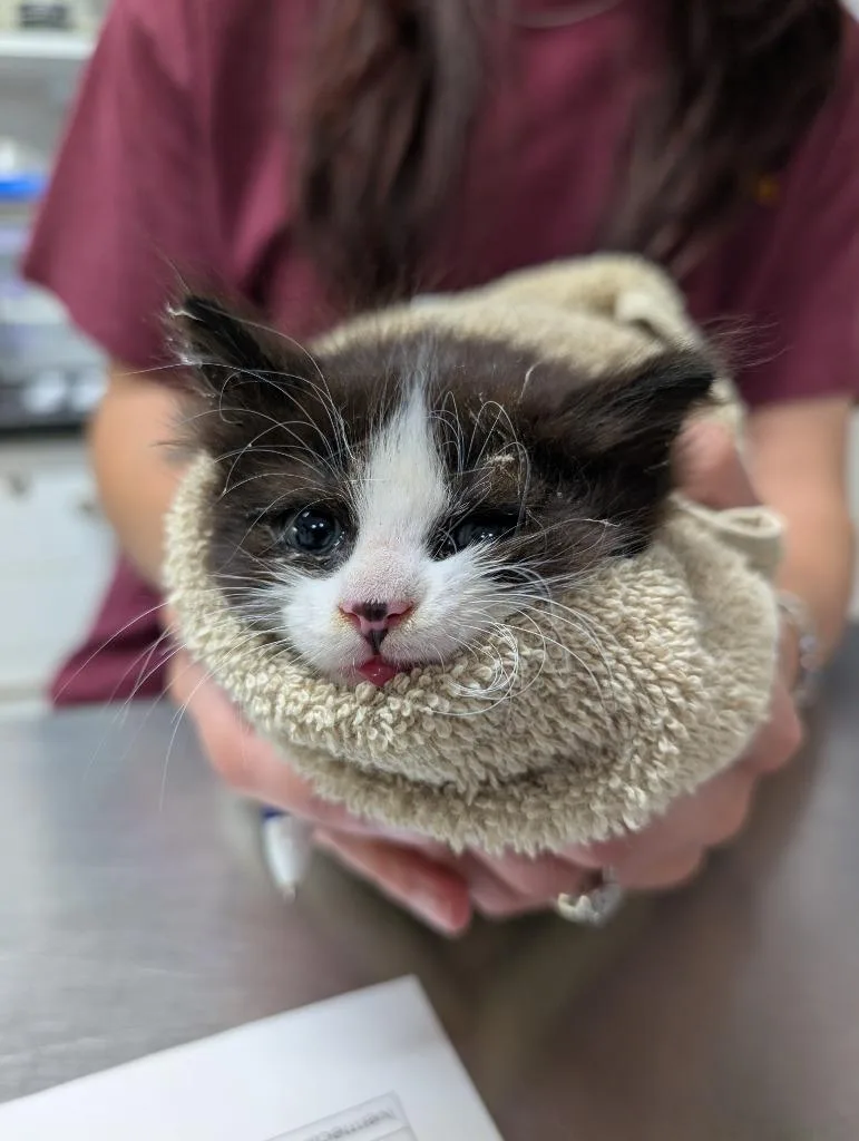 A baby small-sized female Domestic Long Hair cat named Ariadne for adoption in Fall River, MA