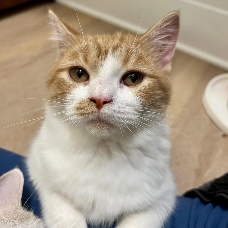 A baby medium-sized male White Persian cat named Taj for adoption in Richmond, VA