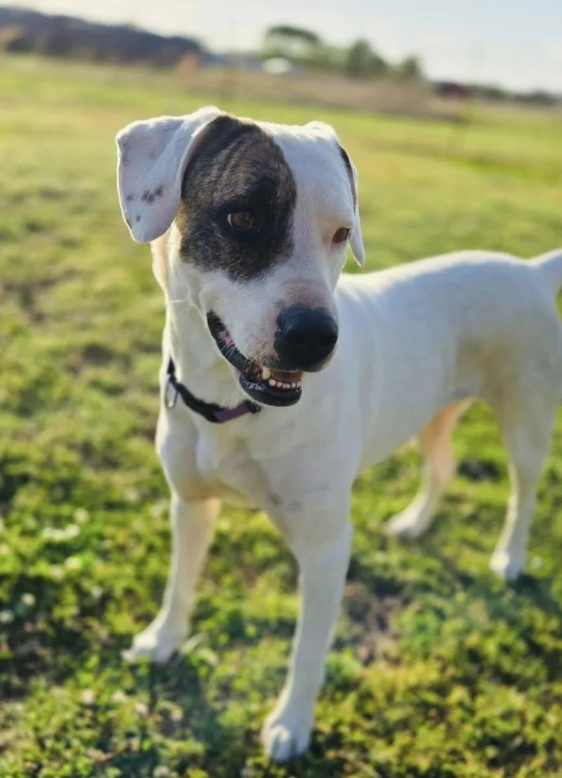 An adult medium-sized female Mixed Breed dog named Ella for adoption in Davenport, IA