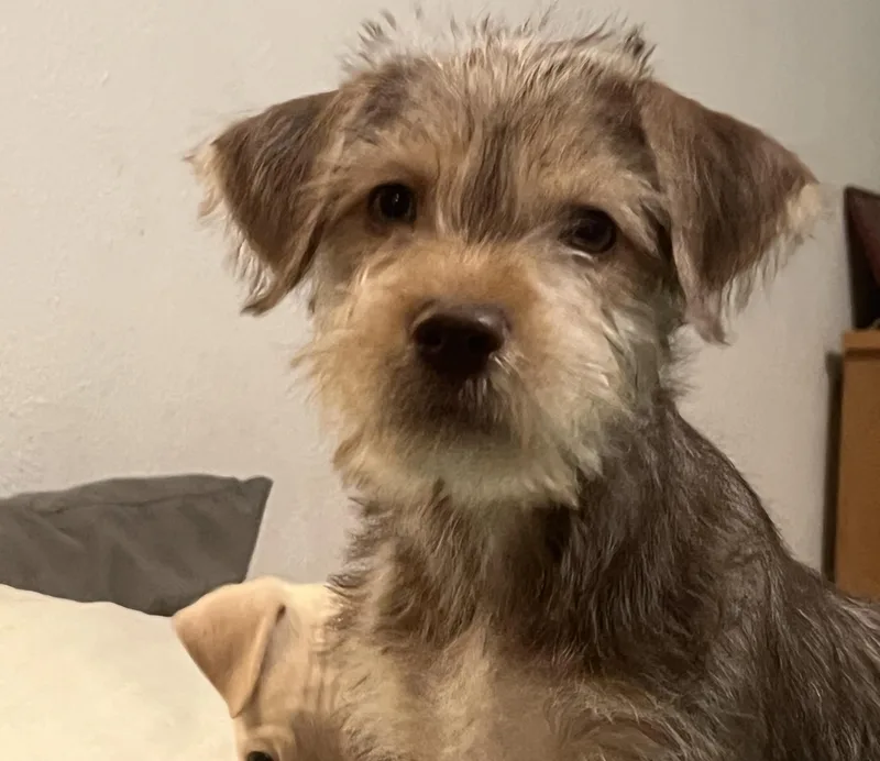 A baby small-sized male Gray / Blue / Silver Wirehaired Terrier dog named Mateo for adoption in Longmont, CO