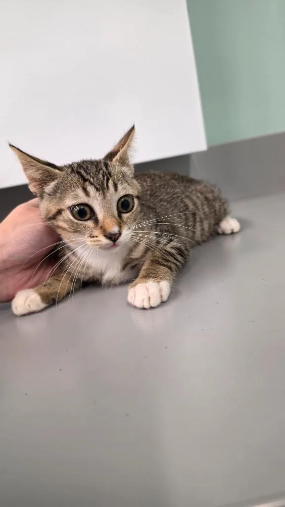 A baby small-sized male Domestic Short Hair cat named Alpha for adoption in Athens, TN