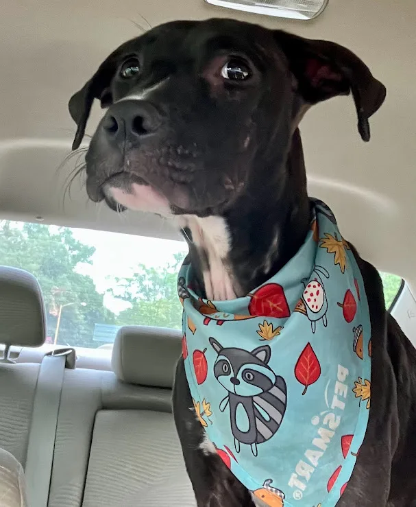 A young medium-sized female Black Pit Bull Terrier dog named Tina for adoption in Shreveport, LA
