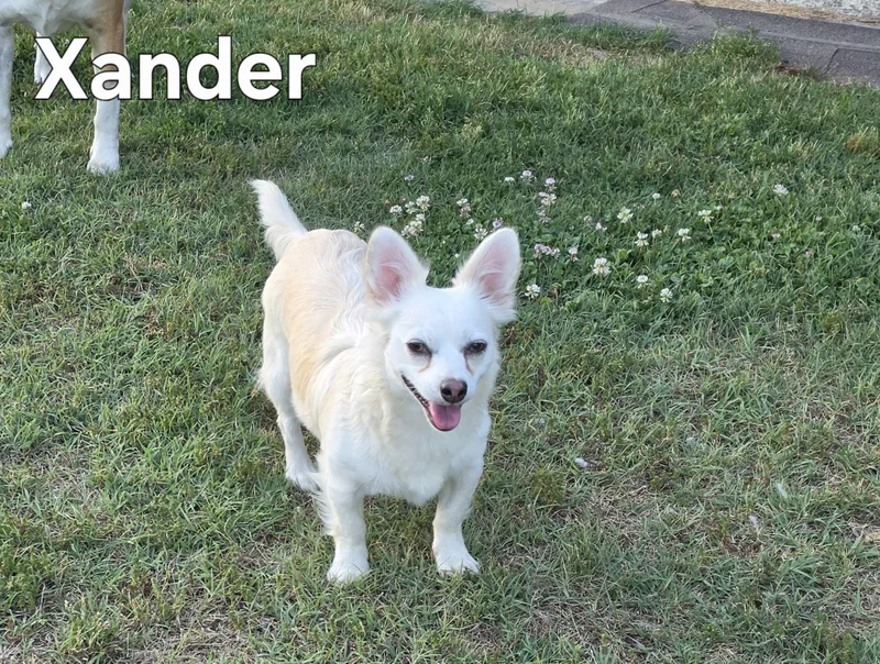 A young small-sized male White / Cream Chihuahua dog named Xander for adoption in Andover, MA