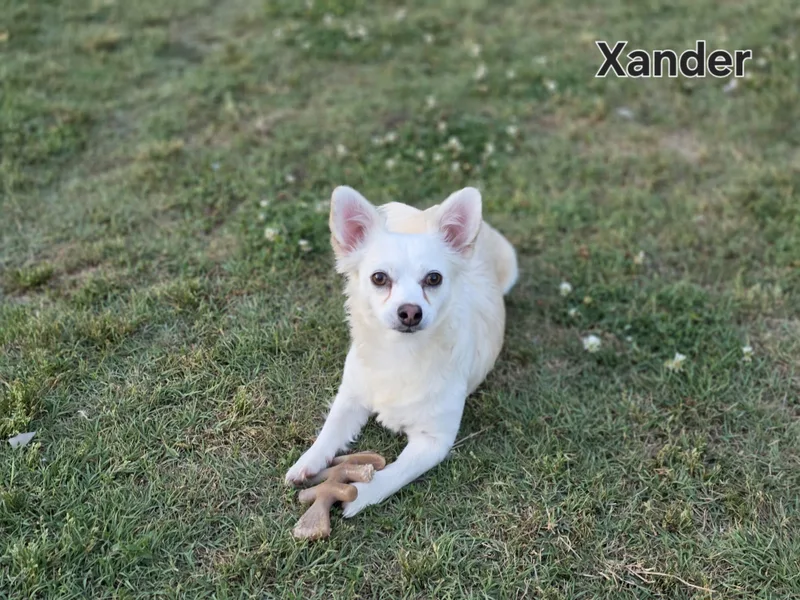 Xander thumbnail 2