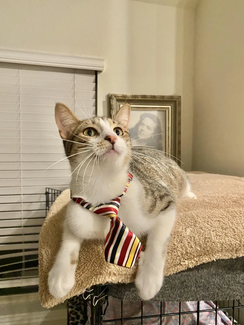 An adult medium-sized male Tabby (Gray / Blue / Silver) Tabby cat named Romeo for adoption in Dickinson, TX