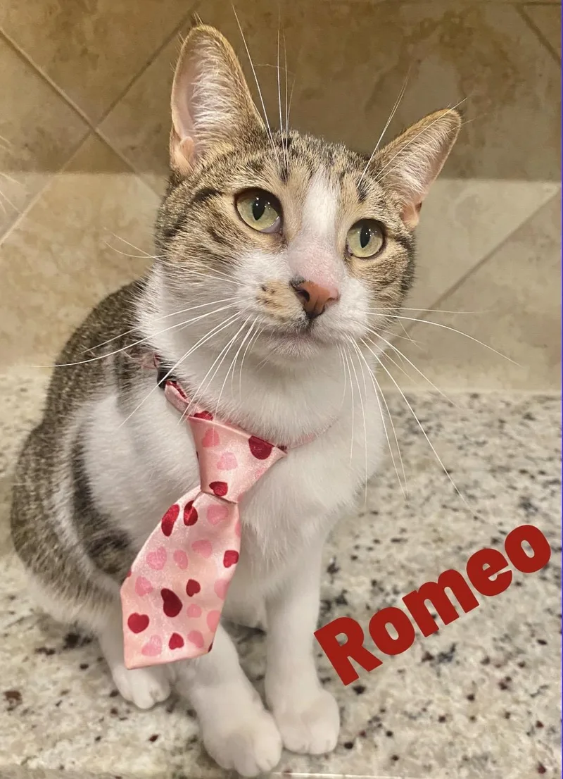 Romeo thumbnail 2