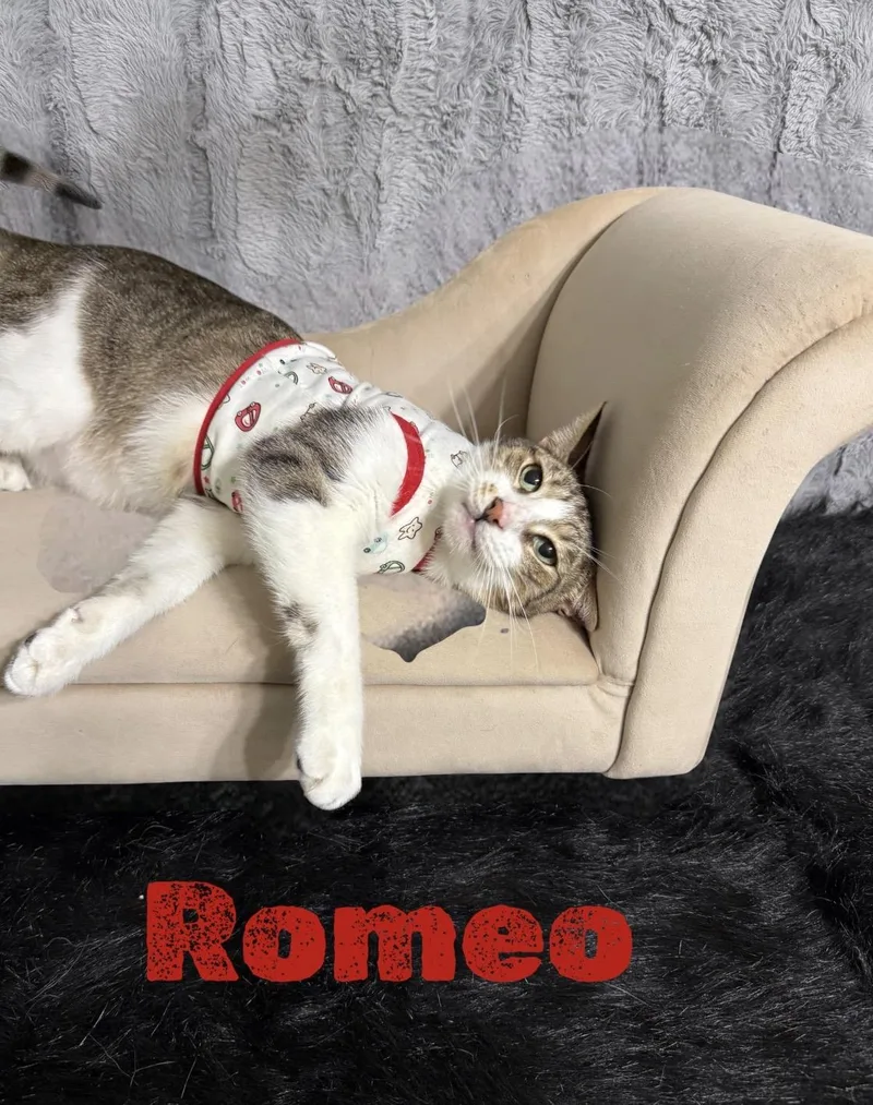 Romeo thumbnail 3