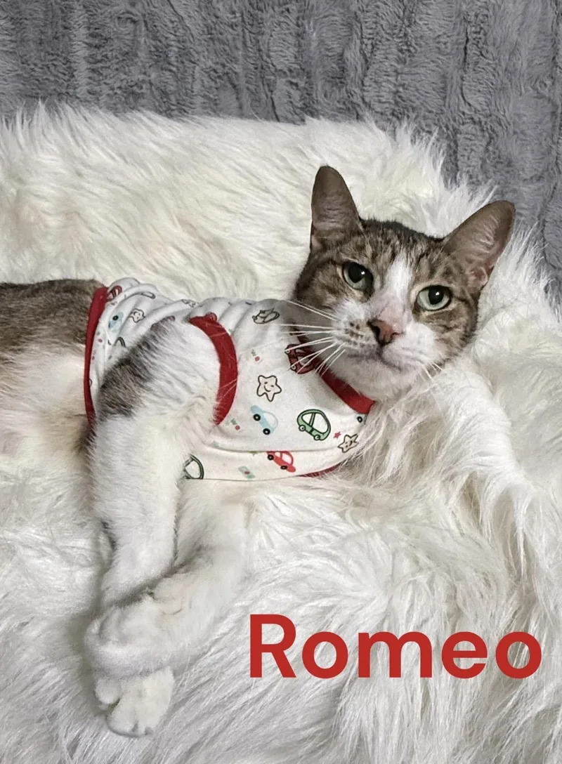 Romeo thumbnail 4