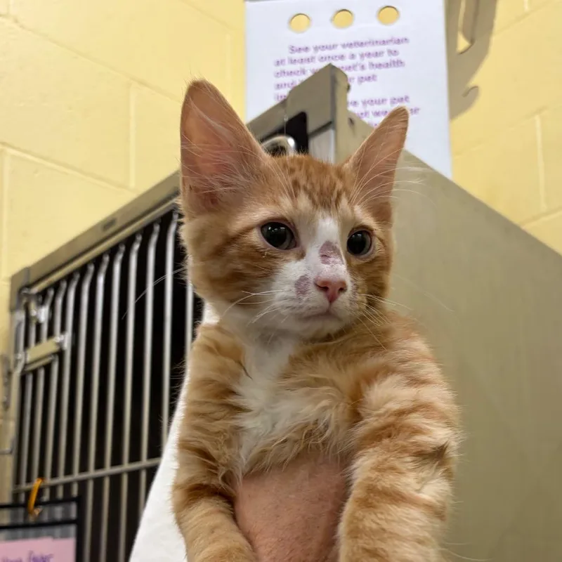 A baby small-sized male Orange / Red Domestic Short Hair cat named Milo for adoption in Dover, NH