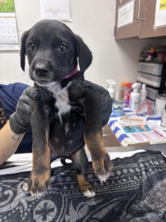 A baby small-sized female German Shepherd Dog dog named Thundercracker for adoption in Norco, CA