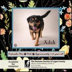 An adult medium-sized male Black Rottweiler dog named Adak for adoption in Lincoln, IL