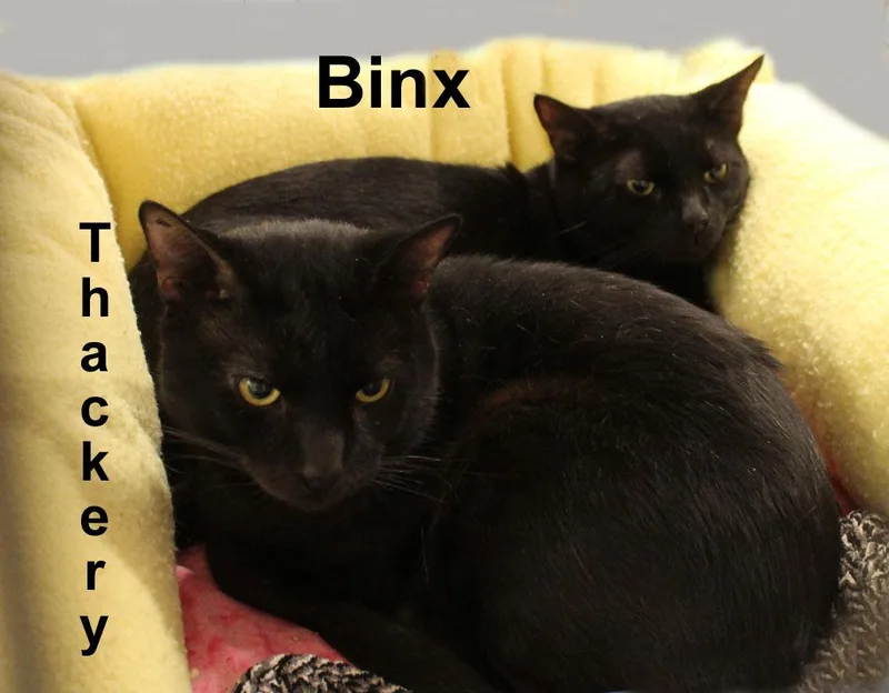 An adult medium-sized male Black Domestic Short Hair cat named Thackery & Binx Pipp. for adoption in Stowe, PA
