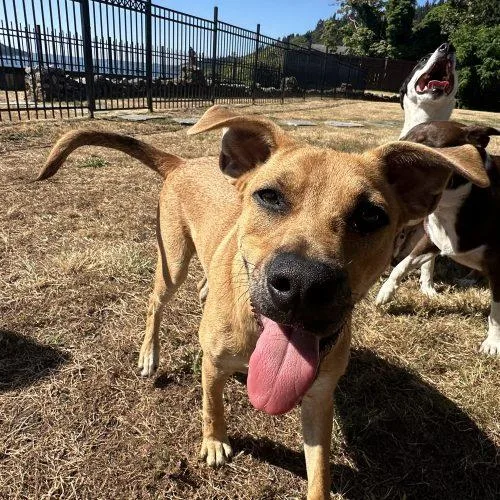 Gawain
