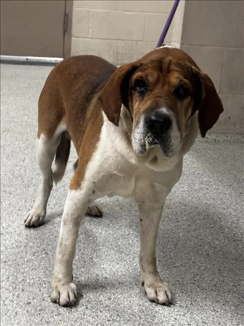 An adult medium-sized male Beagle dog named A for adoption in Conroe, TX