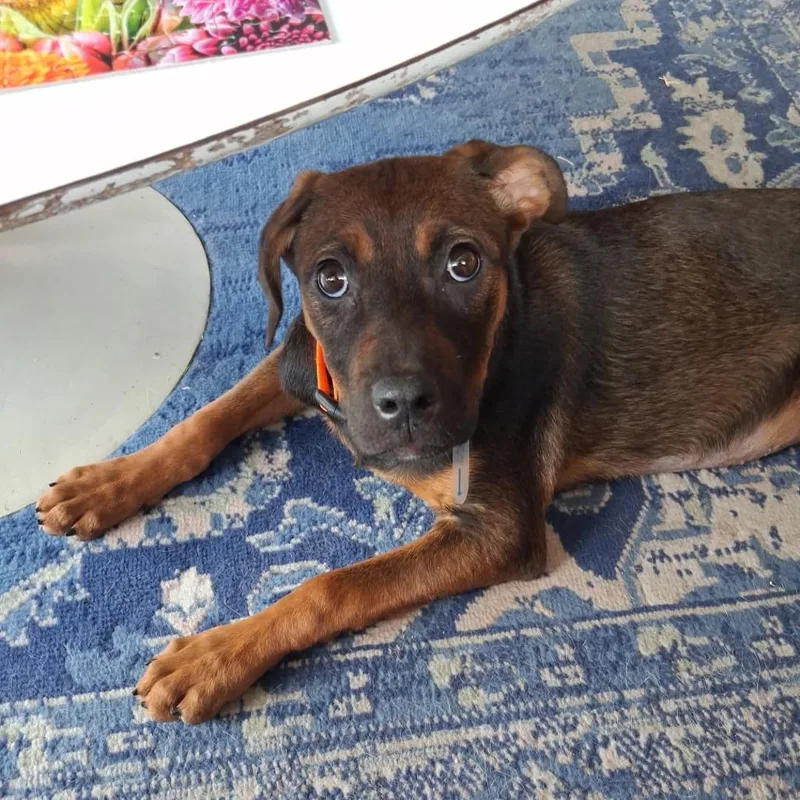 A baby medium-sized female Shepherd dog named Margot for adoption in Parker, CO