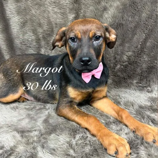 Margot thumbnail 3