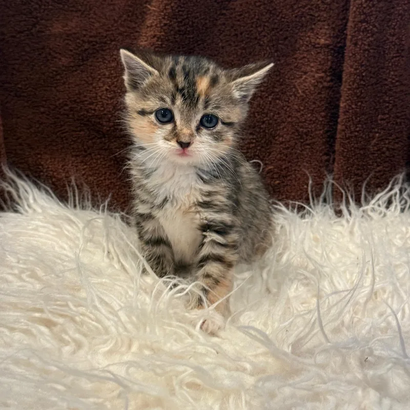 A baby small-sized female Tabby (Brown / Chocolate) Domestic Short Hair cat named Ella for adoption in Johnson City, TN