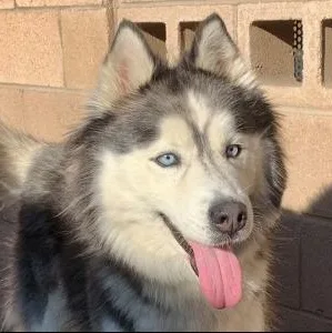 A young medium-sized female Gray / Blue / Silver Siberian Husky dog named Save Me Please Alura for adoption in San Marcos, CA