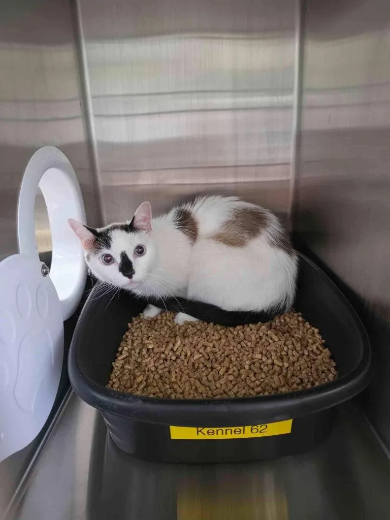 A senior medium-sized male Ocicat cat named Prince Ali for adoption in Maryville, TN