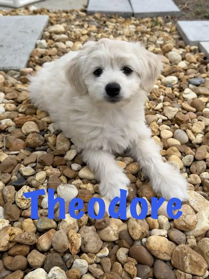 Theodore thumbnail 5