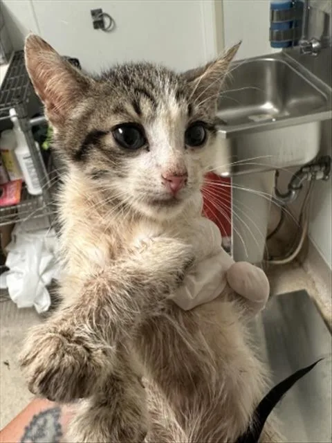 A baby small-sized male Domestic Short Hair cat named Kt for adoption in Bakersfield, CA