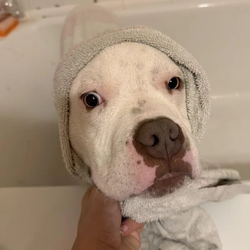 A young medium-sized male White / Cream Pit Bull Terrier dog named Mack Truck for adoption in Richmond, VA