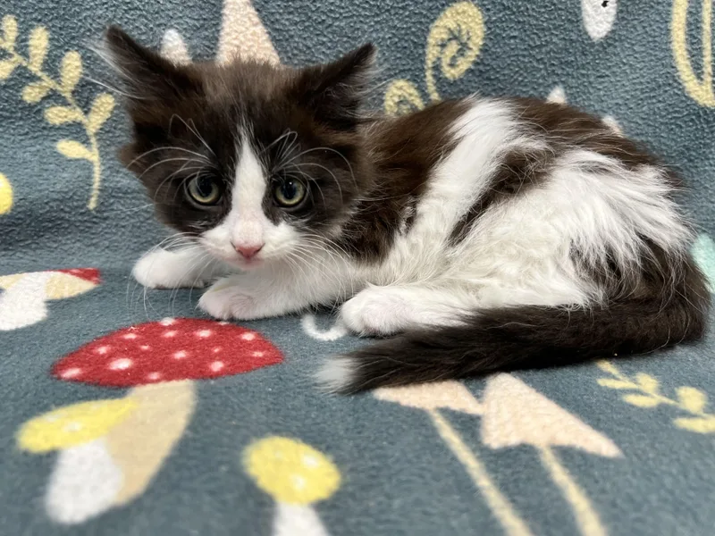 A baby medium-sized female Black & White / Tuxedo Domestic Long Hair cat named Aubry for adoption in Bear, DE