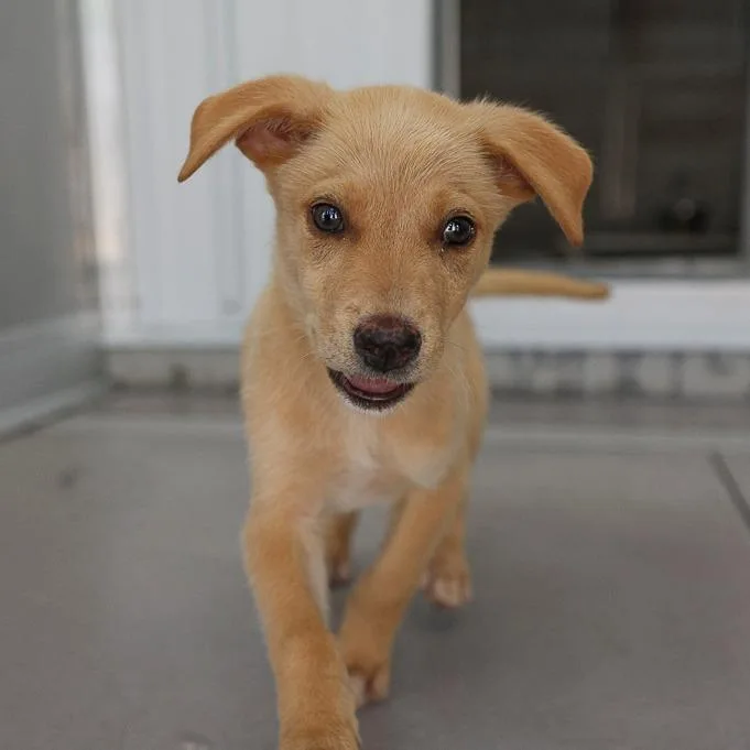 A baby medium-sized male Golden Mixed Breed dog named Sprouted Bread for adoption in Bradenton, FL