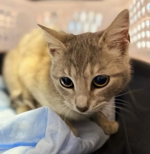 A young medium-sized female Buff / Tan / Fawn Domestic Short Hair cat named Zygote for adoption in Pegram, TN