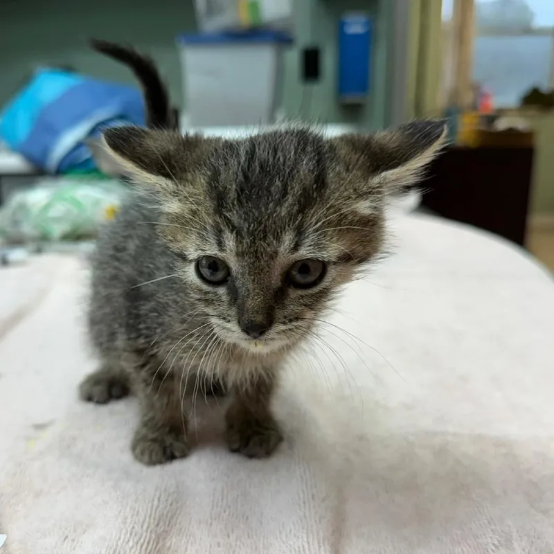 A baby small-sized male Gray / Blue / Silver Domestic Short Hair cat named Briar for adoption in West Point, MS