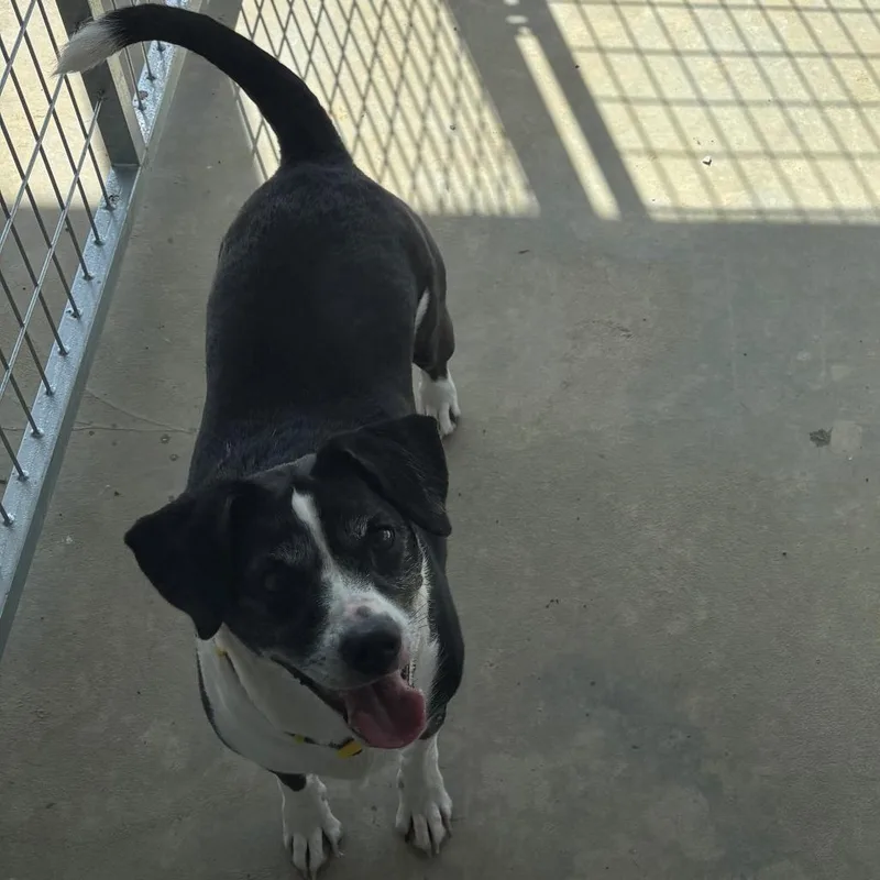 An adult small-sized female Terrier dog named Chloe for adoption in Falmouth, KY