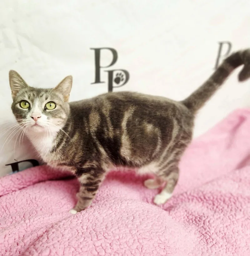 An adult medium-sized female Domestic Short Hair cat named Miranda for adoption in Social Circle, GA