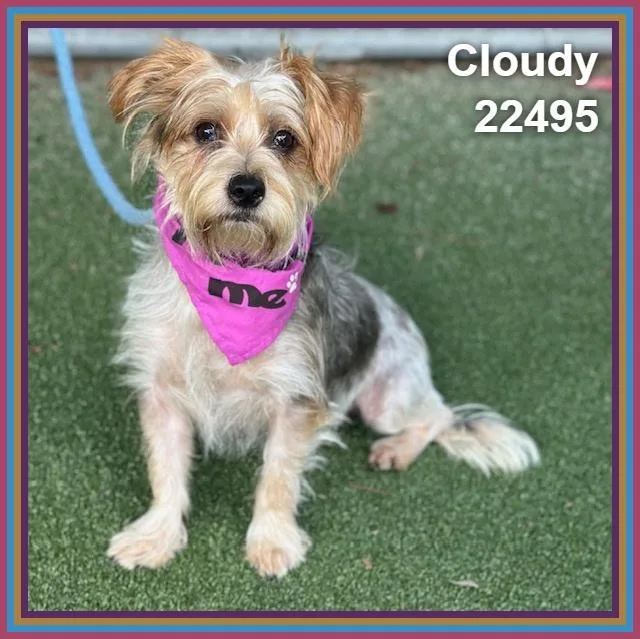 Cloudy thumbnail 4