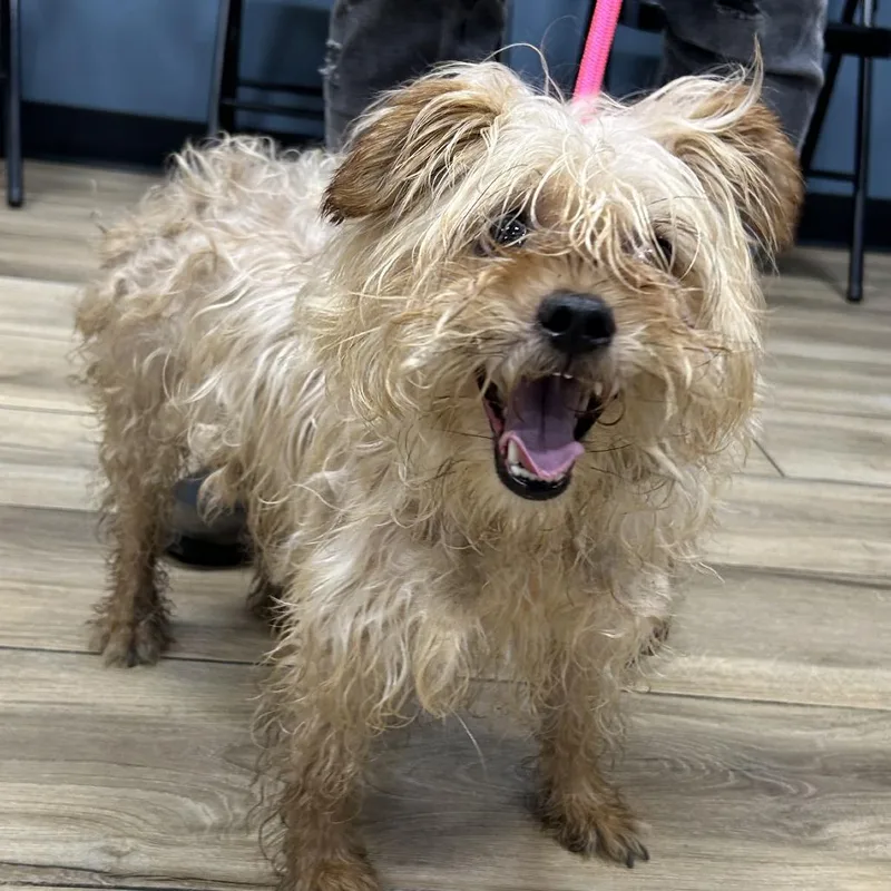 A young small-sized female Yellow / Tan / Blond / Fawn Terrier dog named Marge for adoption in Newark, NJ