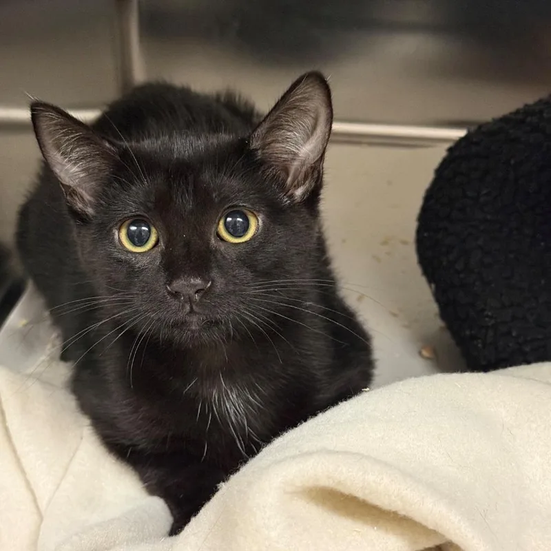 A baby small-sized female Black Domestic Short Hair cat named Eclipse for adoption in East Hampton, NY