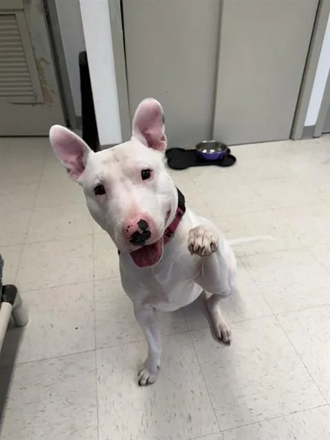 An adult medium-sized male Bull Terrier dog named Chico for adoption in Boston, MA