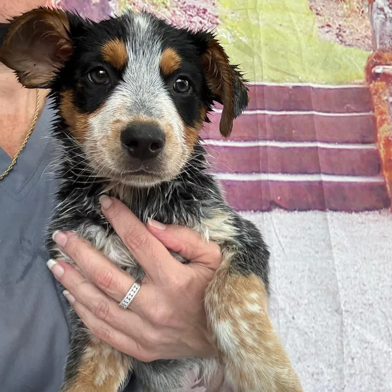 A baby small-sized male White / Cream Australian Cattle Dog / Blue Heeler dog named Hey Dude for adoption in Normal, IL