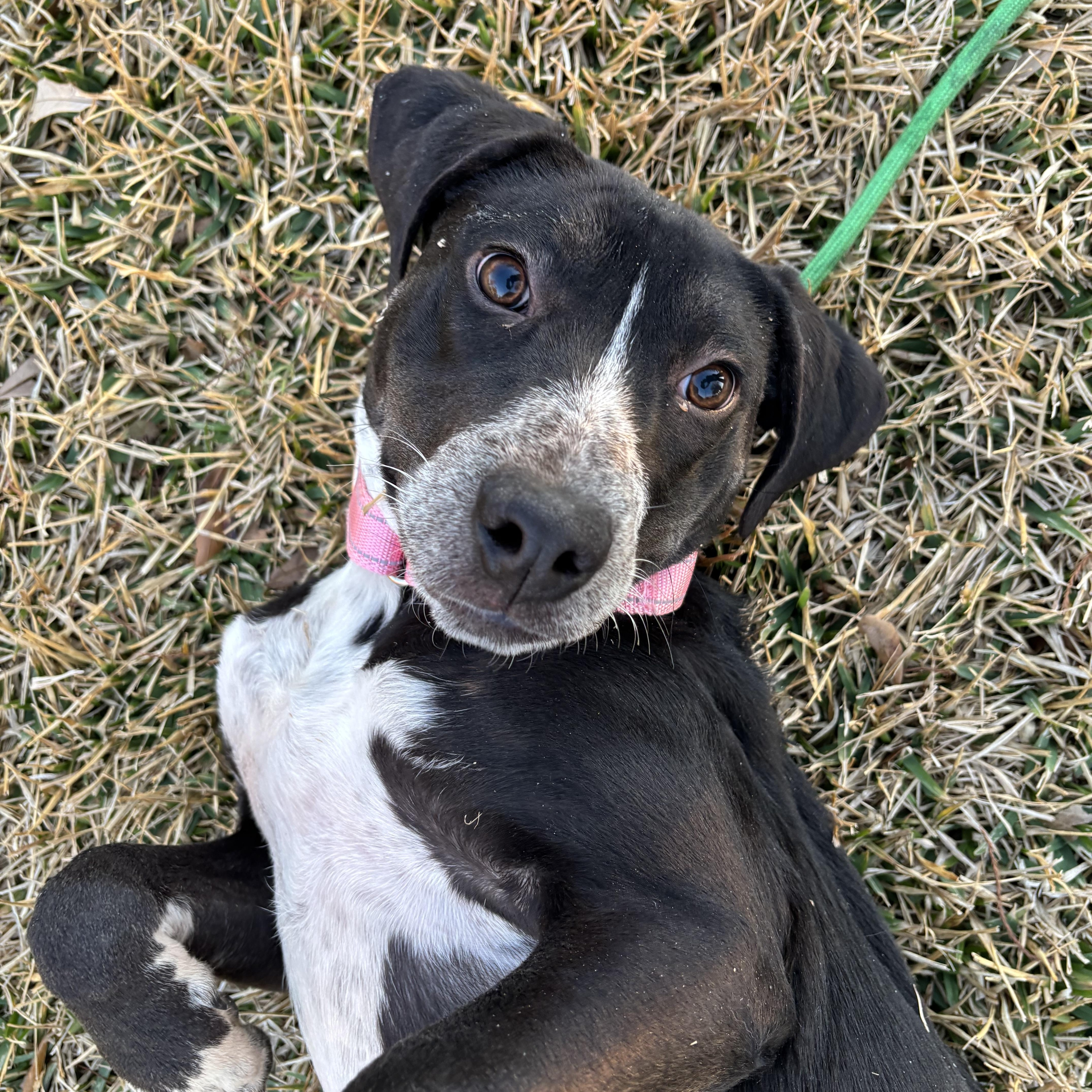 A baby medium-sized female Labrador Retriever dog named Felicity for adoption in Pearland, TX