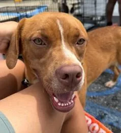 An adult large-sized male Boxer dog named Laker for adoption in Madison, NJ