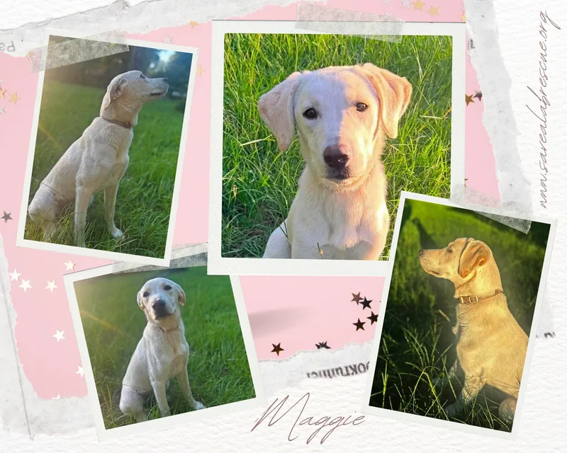 Maggie