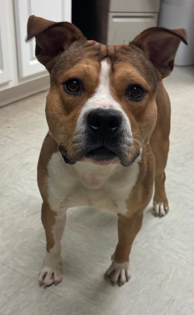 A young large-sized male Pit Bull Terrier dog named Simon for adoption in Mineral, VA