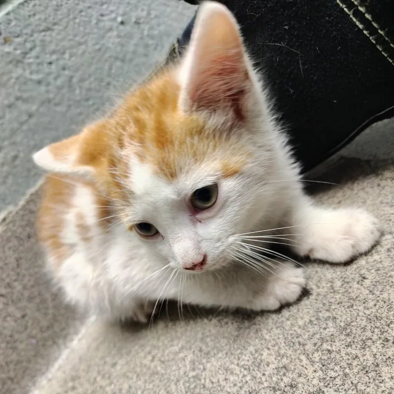 Mochi